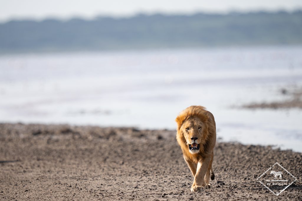 Lion, Ndutu