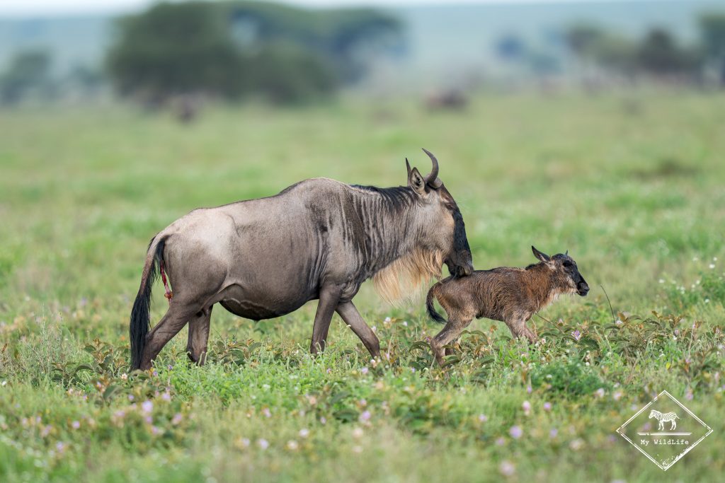 Gnous, Ndutu