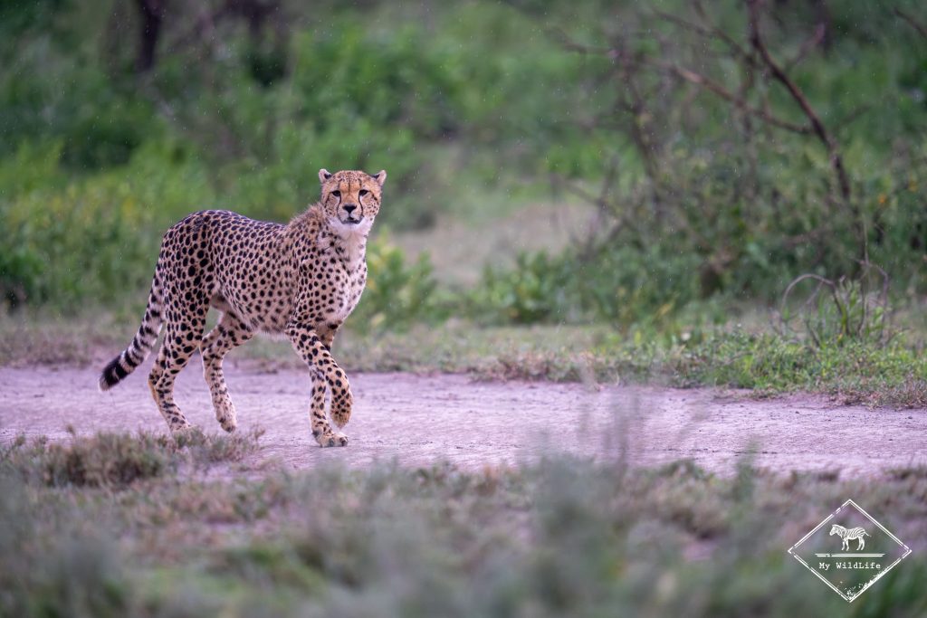 Guépard, Ndutu
