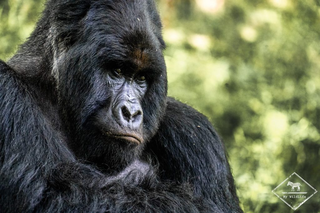 Gorille des montagnes, parc national Mgahinga