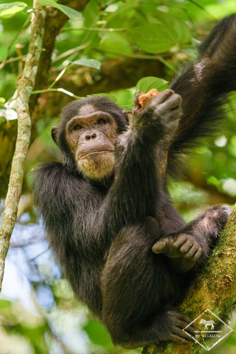 Chimpanzé, parc national Kibale
