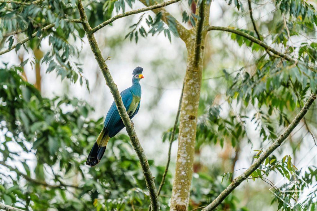 Touraco géant, Ouganda