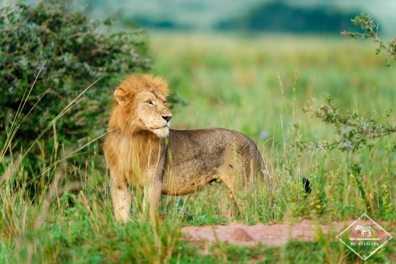 Lion, Parc national Murchison Falls
