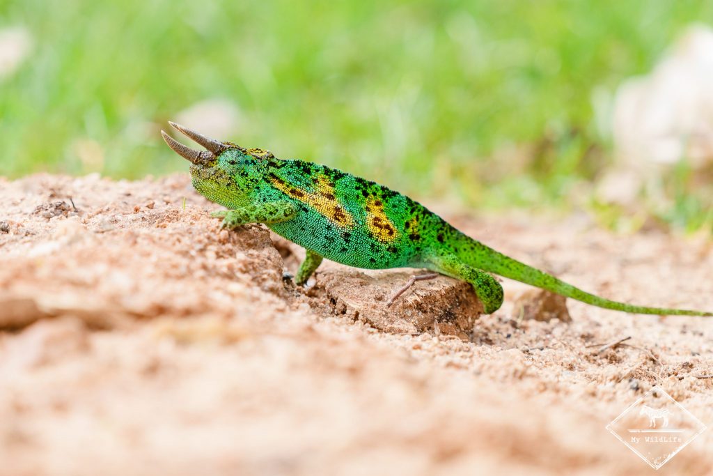 Caméléon de Johnston, Bwindi