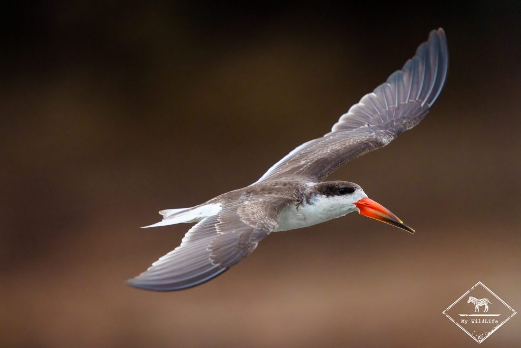 Bec-en-ciseaux d'Afrique, parc national Queen Elizabeth