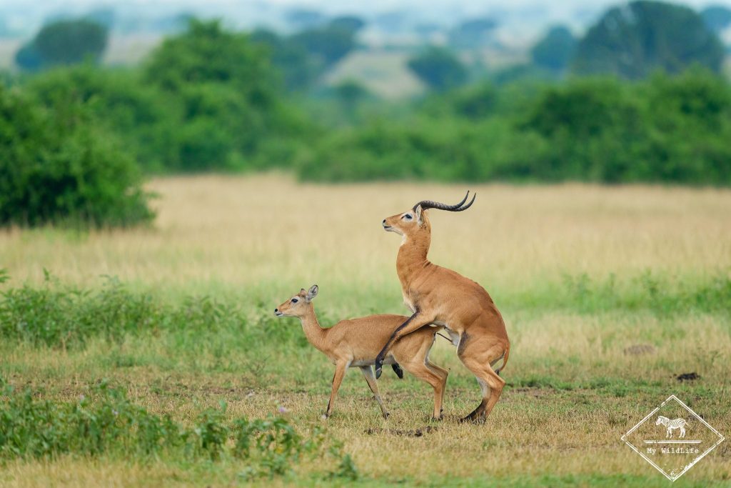 Accouplement cobe d'Ouganda