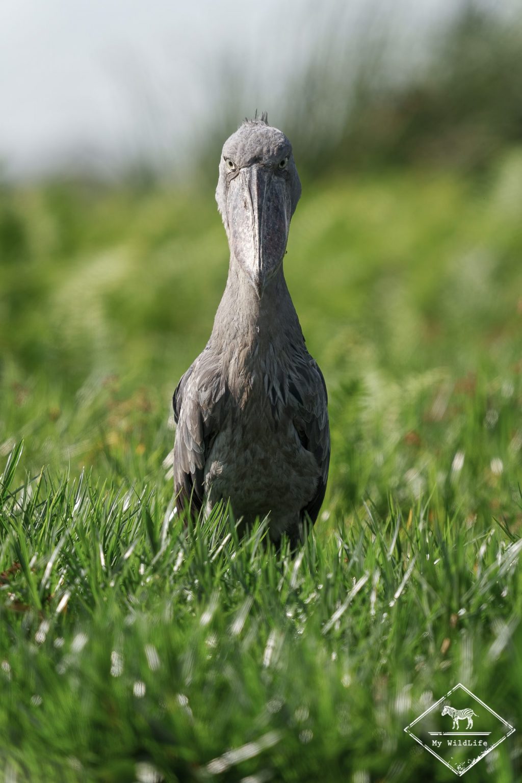 Bec-en-sabot du Nil, marais de Mabamba