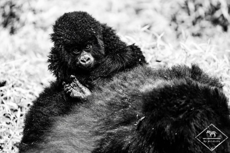 Bébé gorile des montagnes, parc national Mgahinga