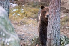 Affût ours brun en Suède
