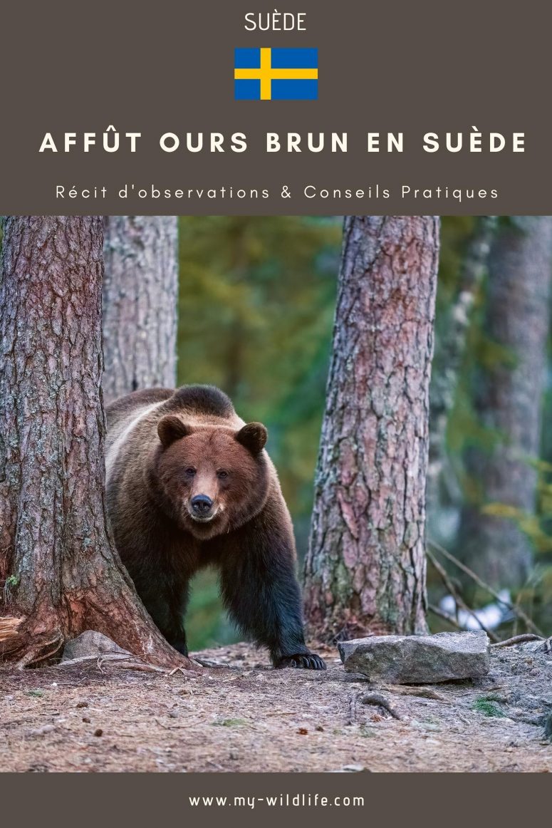 Photographier l'ours brun en affût en Suède