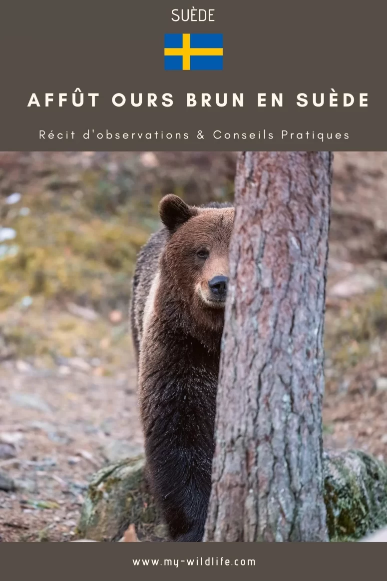 Photographier l'ours brun en affût en Suède