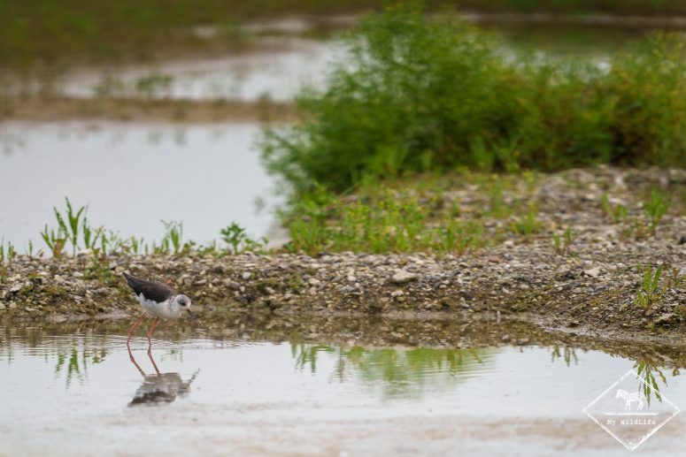 Echasse blanche, Réserve Ornithologique Baie de Somme - Grand-Laviers