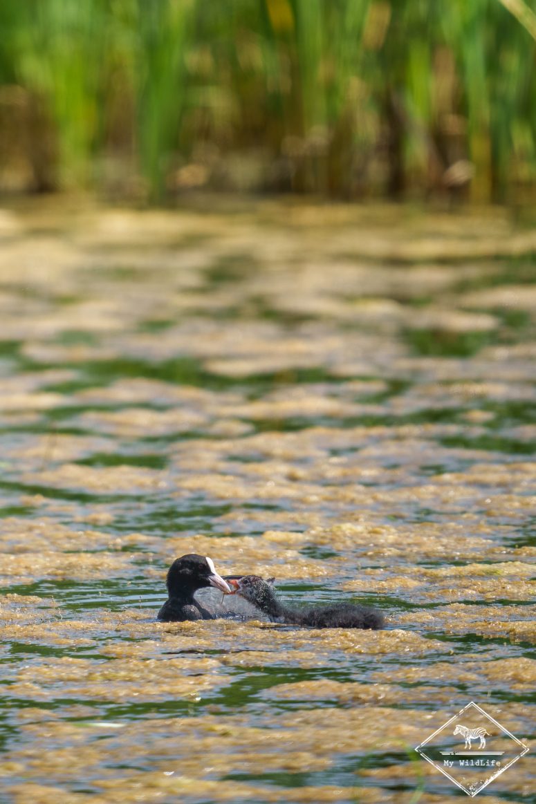 Nourrissage de foulque macroule, Réserve Ornithologique Baie de Somme - Grand-Laviers