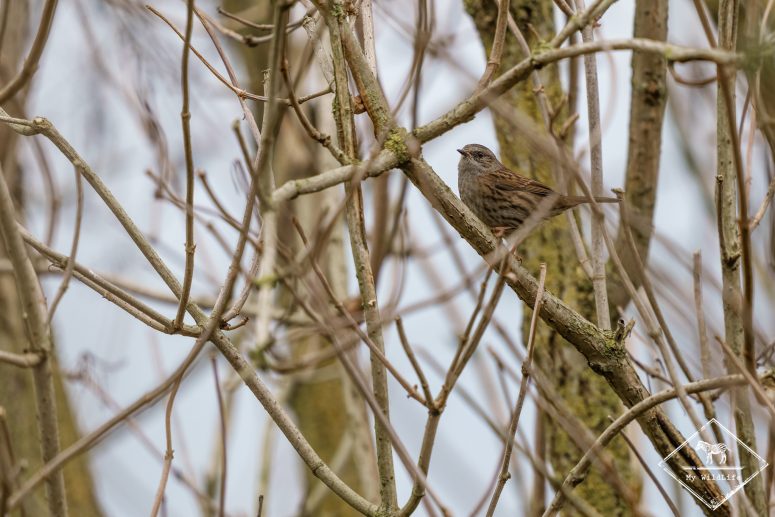 Accenteur mouchet, Réserve Ornithologique Baie de Somme - Grand-Laviers