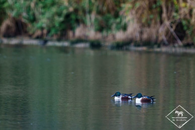 Canards souchet, Réserve Ornithologique Baie de Somme - Grand-Laviers