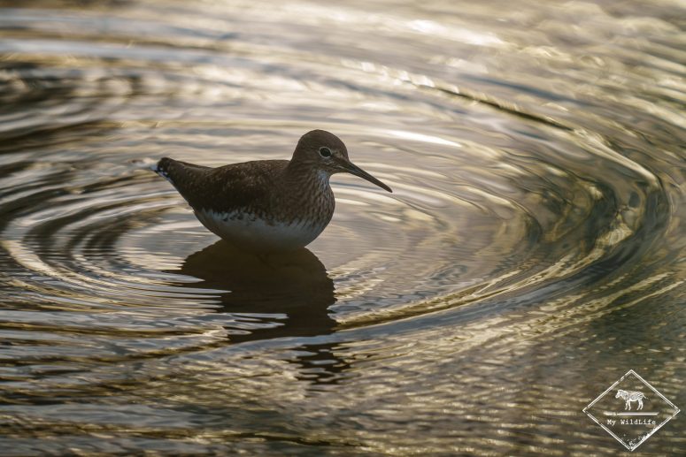 Chevalier culblanc, Réserve Ornithologique Baie de Somme - Grand-Laviers