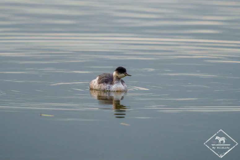 Grèbe à cou noir, Réserve Ornithologique Baie de Somme - Grand-Laviers