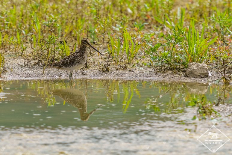 Bécassine des marais, Réserve Ornithologique Baie de Somme - Grand-Laviers