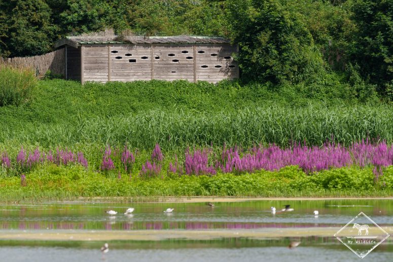 Observatoire, Réserve Ornithologique Baie de Somme - Grand-Laviers