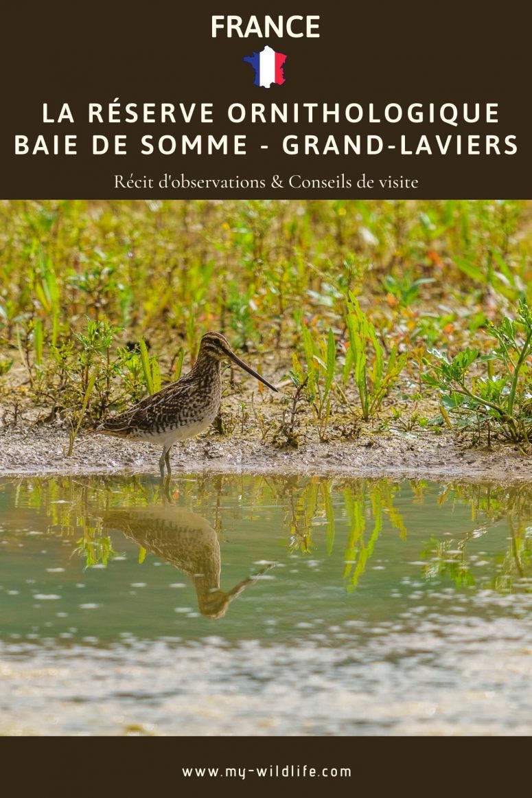 Bécassine des marais, La Réserve Ornithologique Baie de Somme - Grand-Laviers