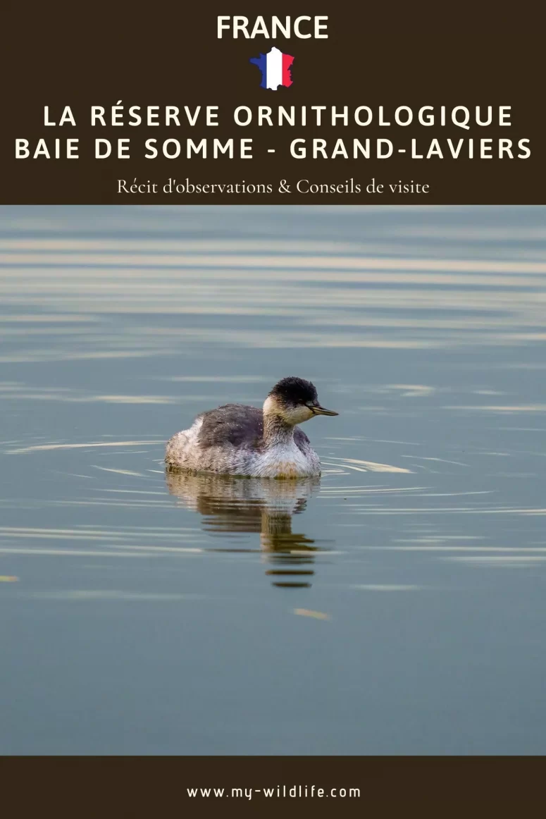 Grèbe à cou noir, La Réserve Ornithologique Baie de Somme - Grand-Laviers