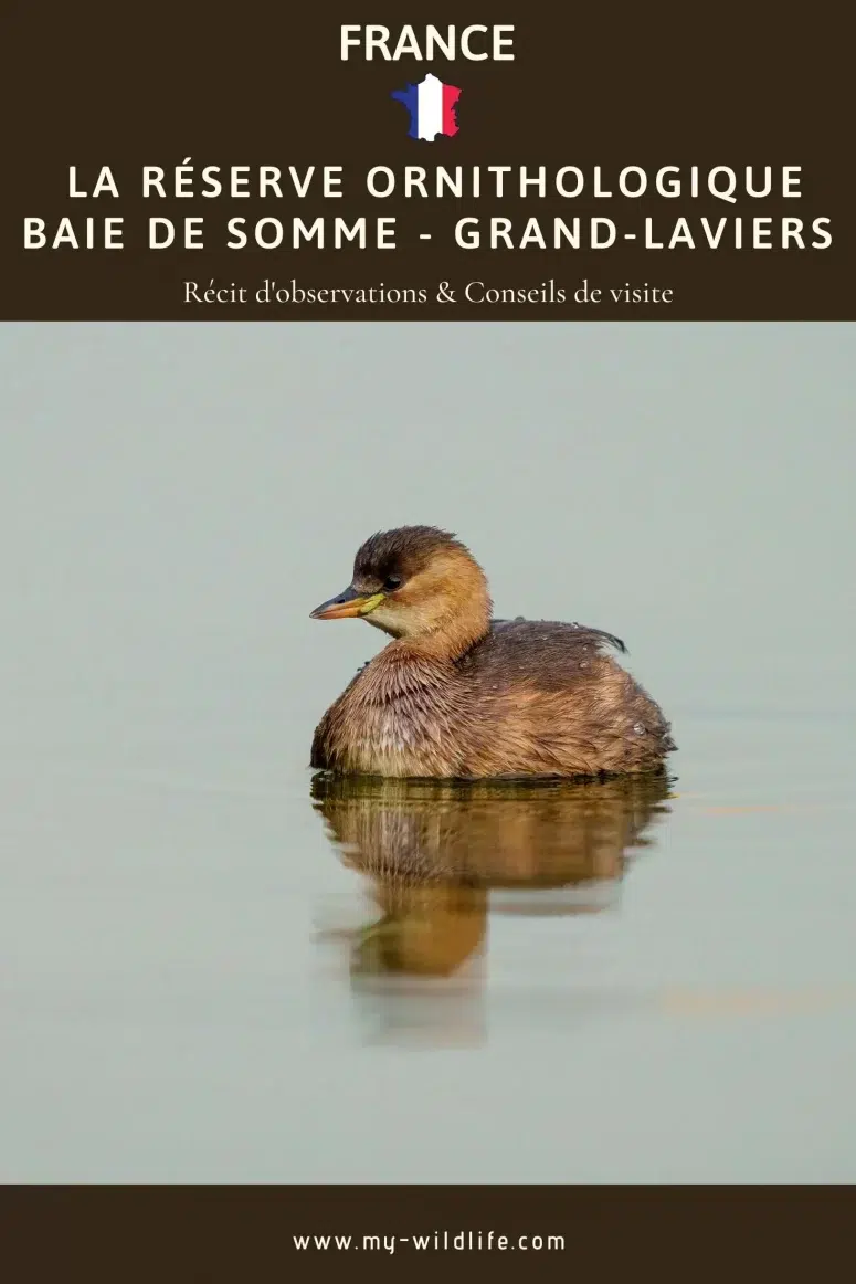 Grèbe castagneux, La Réserve Ornithologique Baie de Somme - Grand-Laviers