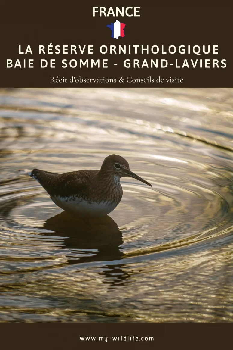 Chevalier culblanc, La Réserve Ornithologique Baie de Somme - Grand-Laviers