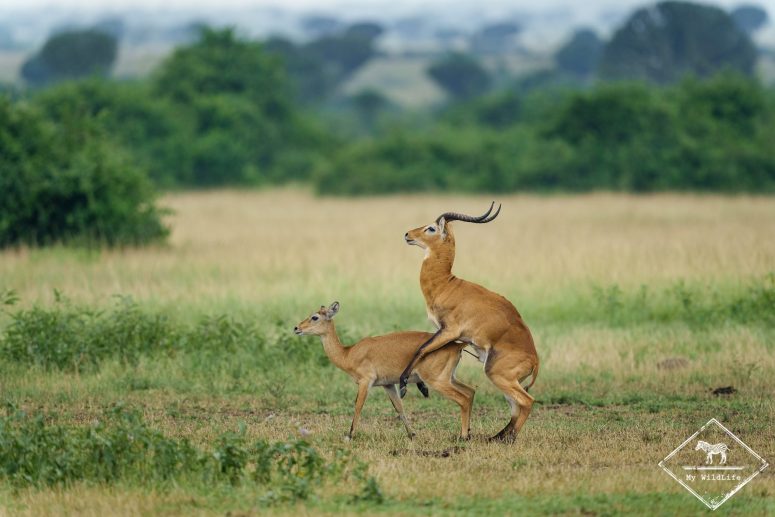 Accouplement cobs d'Ouganda, parc national Queen Elizabeth