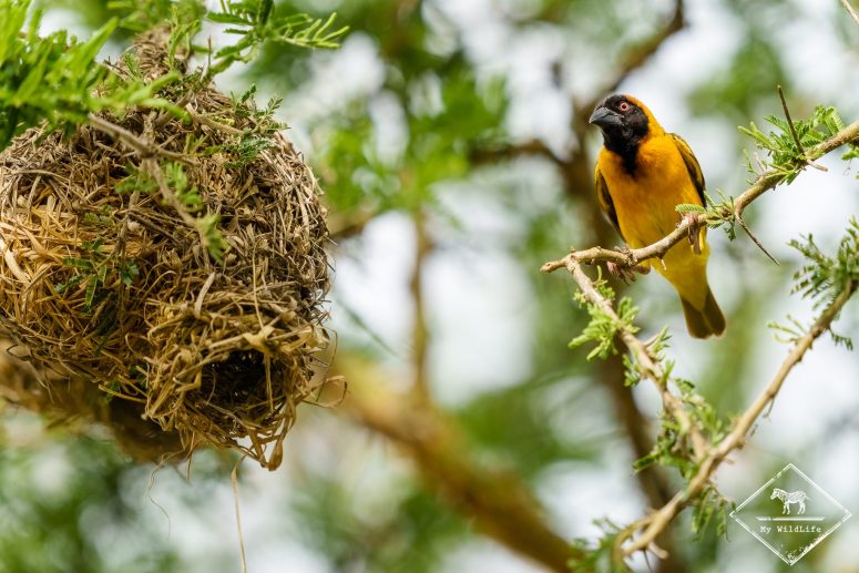 Tisserin à tête noire, parc national du lac Mburo