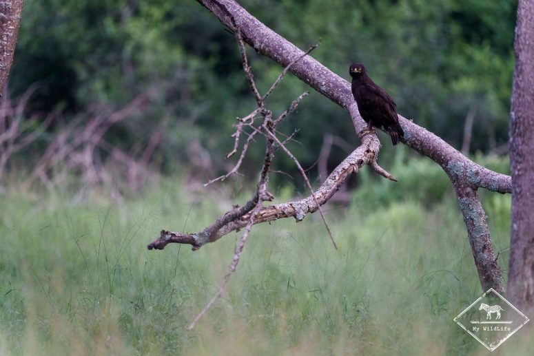 Aigle huppard, parc national du lac Mburo