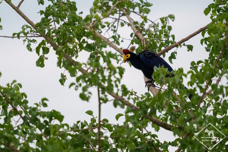 Touraco de Lady Ross, parc national du lac Mburo