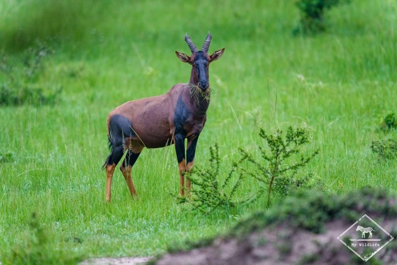 Topi, parc national du lac Mburo