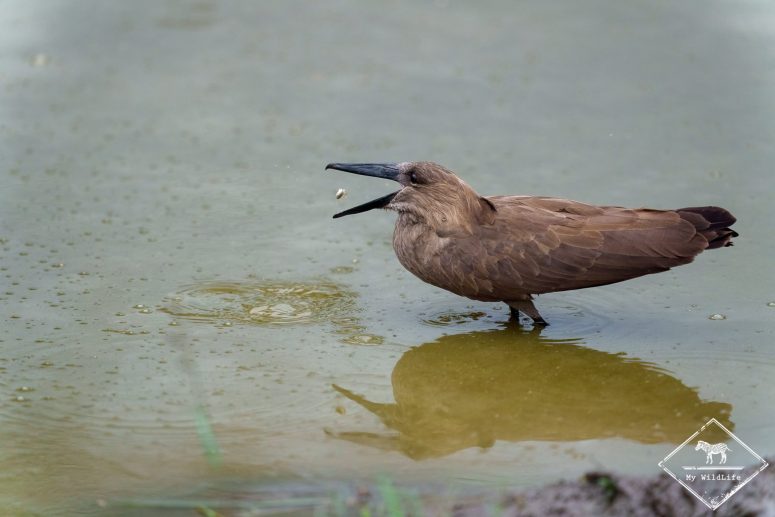 Ombrette africaine à la pêche, parc national du lac Mburo
