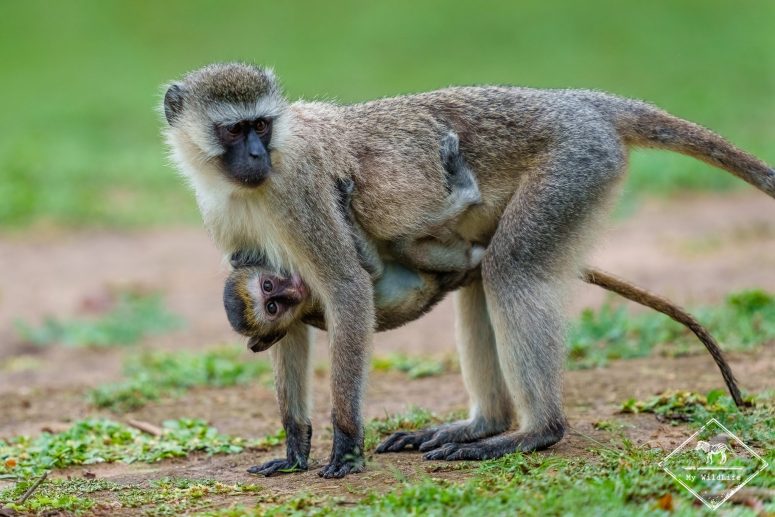 Vervet transportant son jeune, parc national du lac Mburo