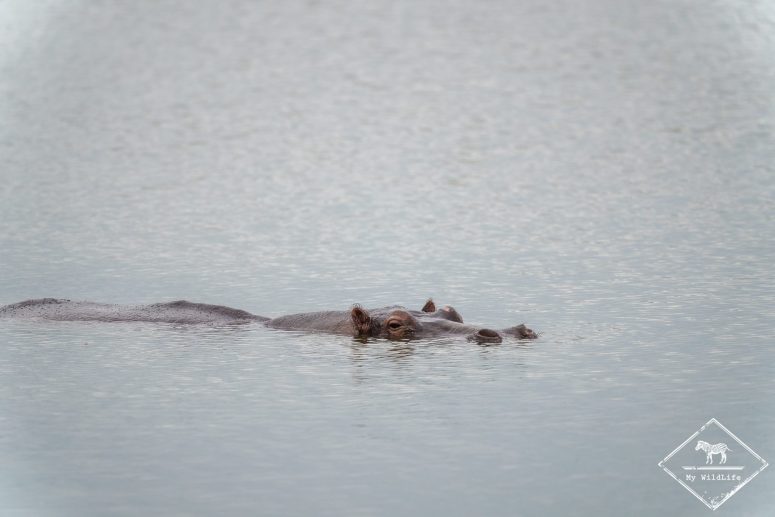 Hippopotame, parc national du lac Mburo
