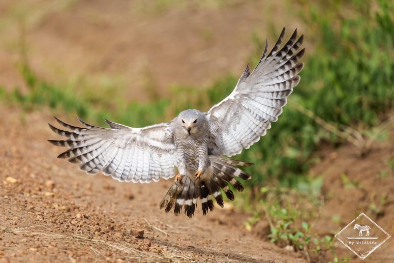 Autour unibande, parc national du lac Mburo
