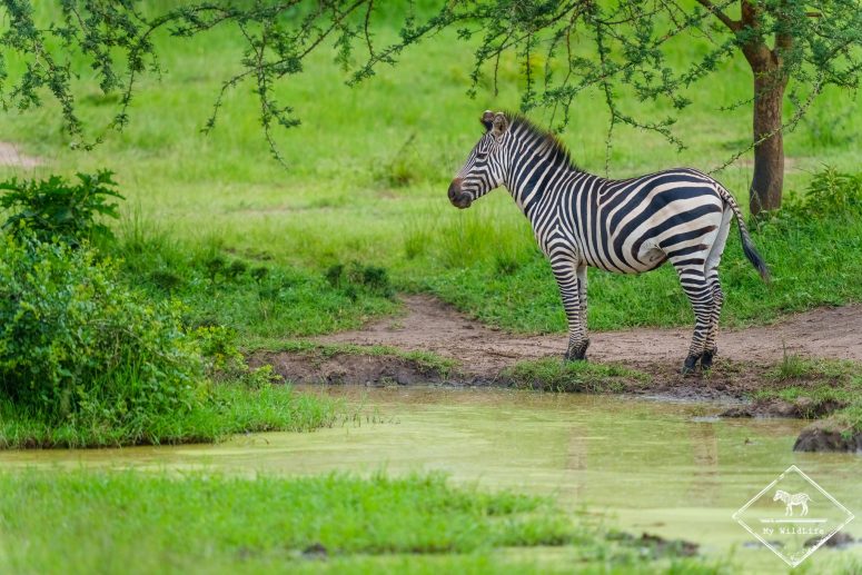 Zèbre des plaines, parc national du lac Mburo