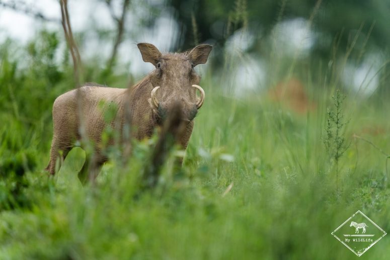 Phacochère, parc national du lac Mburo