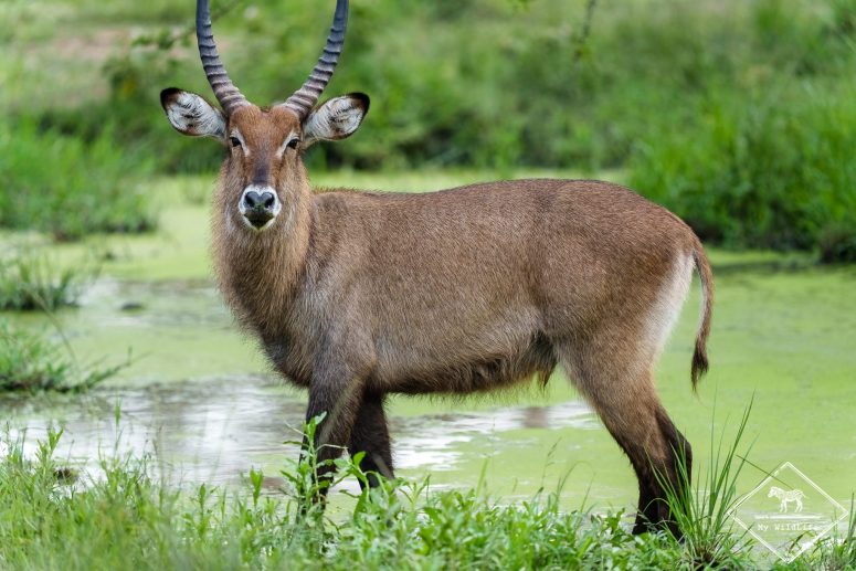 Cobe de Fassa, parc national du lac Mburo