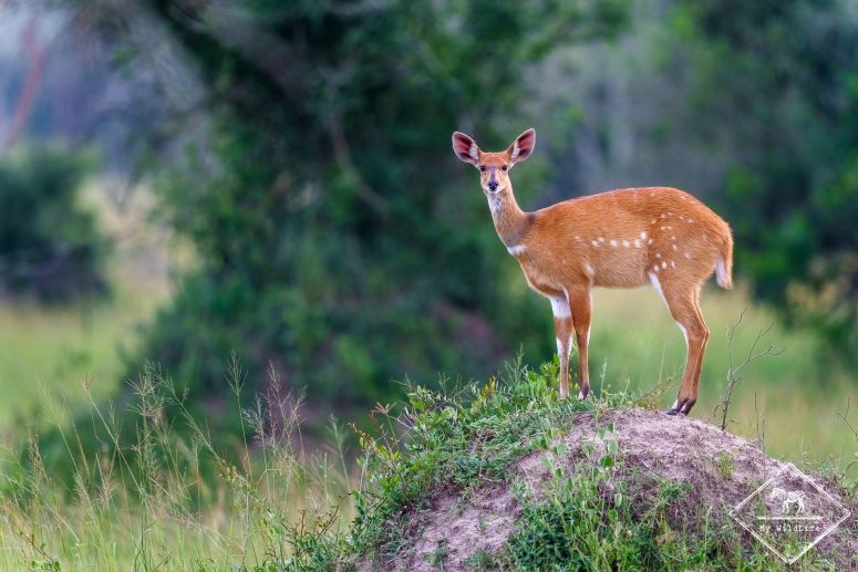 Guib harnaché, parc national du lac Mburo