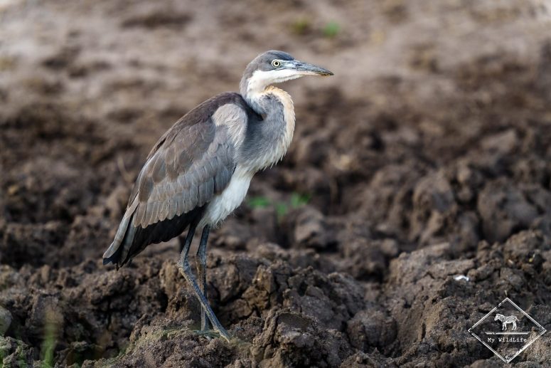 Héron mélanocéphale, parc national du lac Mburo