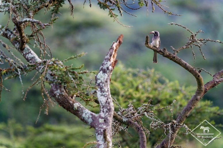 Calao à bec noir, parc national du lac Mburo