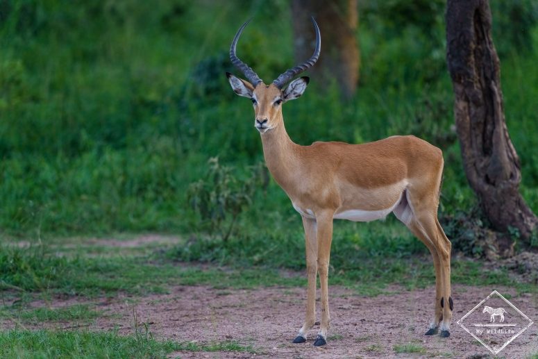 Impala, parc national du lac Mburo