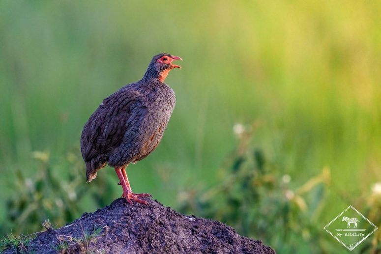 Francolin à gorge rouge, parc national du lac Mburo