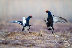 Affût tétras lyre en Suède
