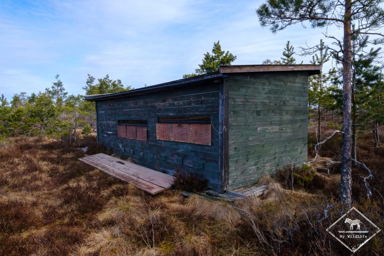 La cabane pour la nuit, affût tétras lyre en Suède