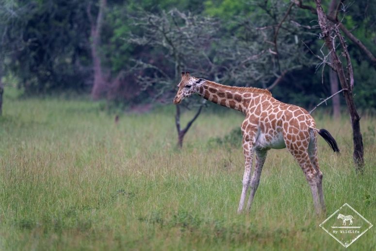 Girafon de Rothschild, parc national du lac Mburo