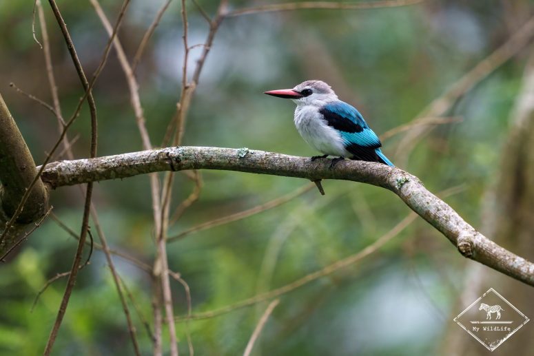 Martin-chasseur du Sénégal, parc national du lac Mburo