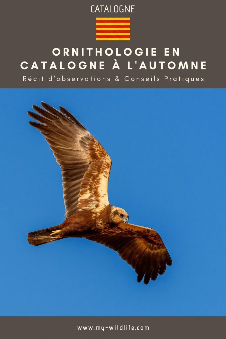 Voyage ornithologique en Catalogne à l'automne
