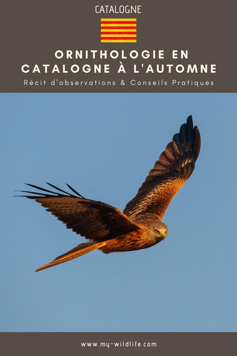 Voyage ornithologique en Catalogne à l'automne